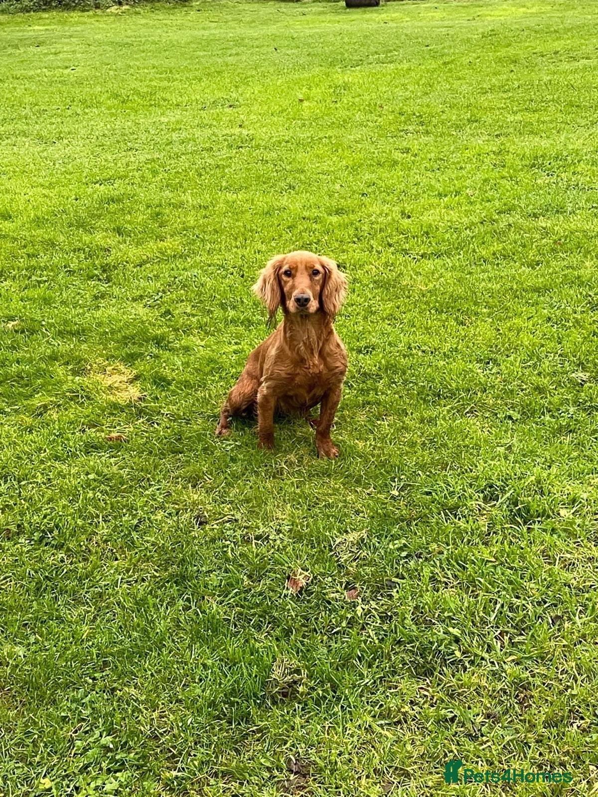 Cocker Spaniel dogs Cocker spaniel puppies for sale  - Advert 1
