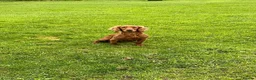 Cocker Spaniel dogs for sale: Cocker spaniel puppies for sale  in Cwmbran - Advert 1