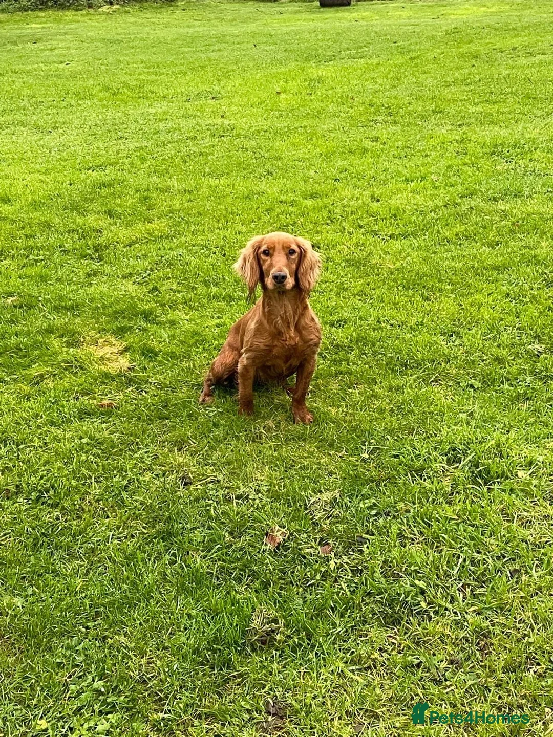 Cocker Spaniel dogs for sale: Cocker spaniel puppies for sale  in Cwmbran - Advert 1