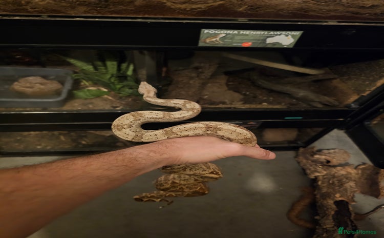 Boa Snake reptiles - Advert 2
