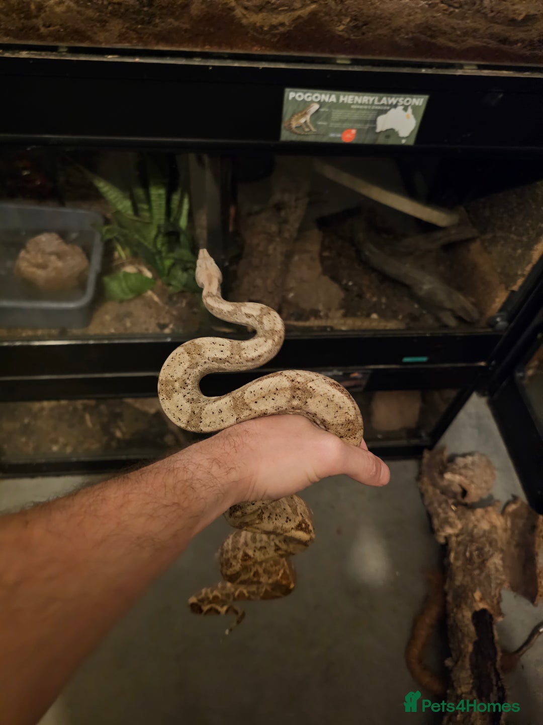 Boa Snake reptiles for sale: 2-Year-Old Female Pure Hog Island Boa - Image 1