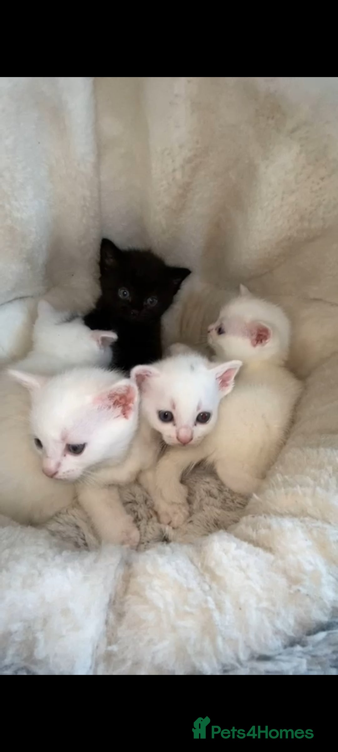 Domestic Shorthair cats for sale: BEAUTIFUL SHORTHAIR KITTENS 🌸 (8 WEEK) - Image 3