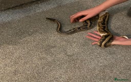 Python Snake reptiles for sale: Royal Python - low pied morph and vivarium - Image 2