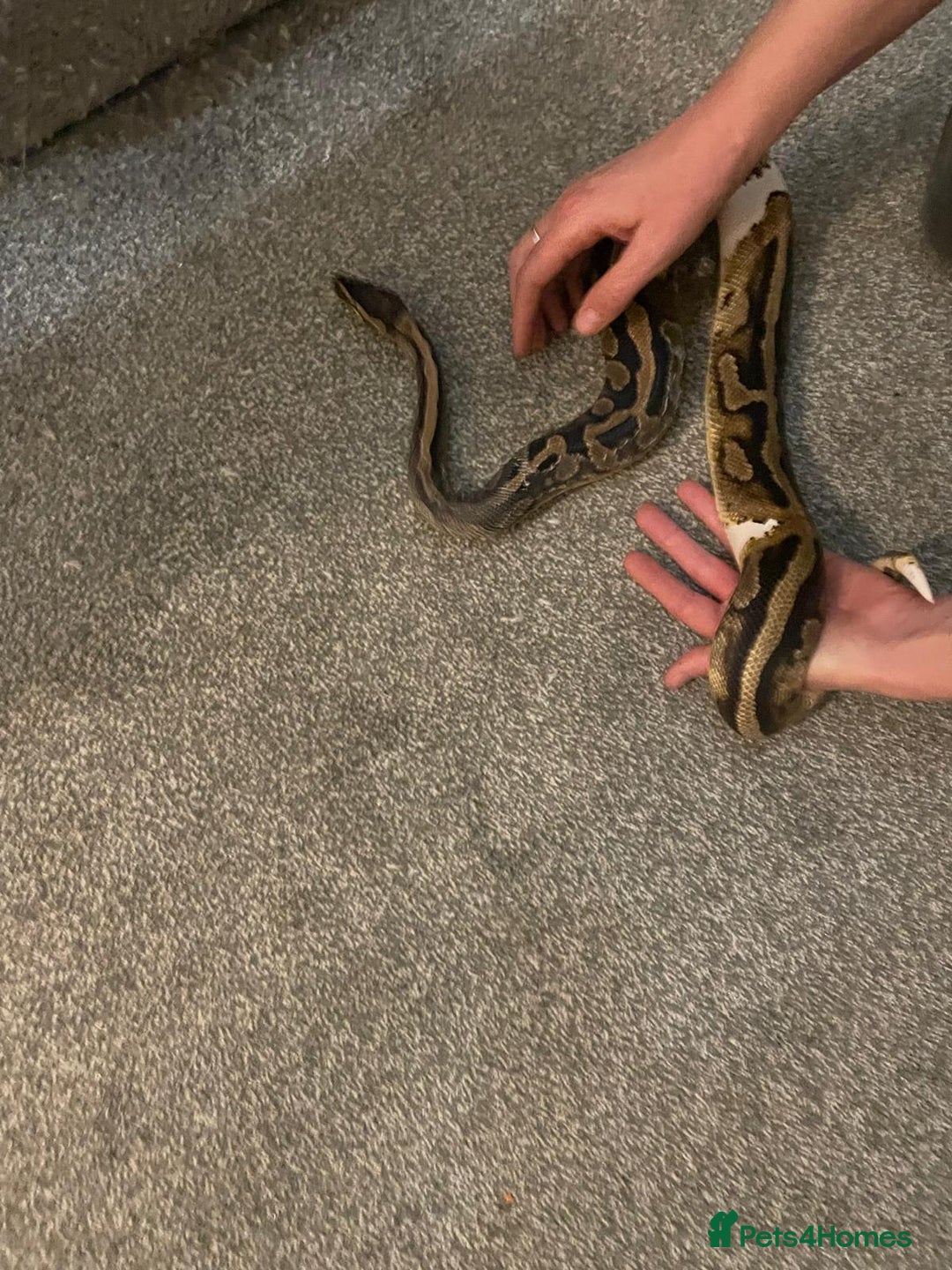 Python Snake reptiles for sale: Royal Python - low pied morph and vivarium - Image 2