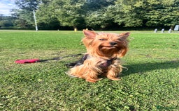 Yorkshire Terrier dogs for sale: 💔 Heartbreaking Sale of Our Beloved Chicky 💔 - Image 7