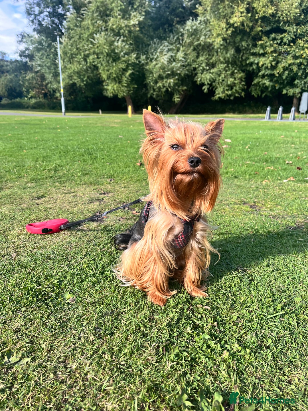 Yorkshire Terrier dogs for sale: 💔 Heartbreaking Sale of Our Beloved Chicky 💔 - Image 7