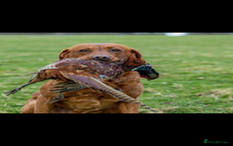 Labrador Retriever dogs for sale: 1 FOXRED LABRADOR PUPPY 5* Licensed breeder - Image 4