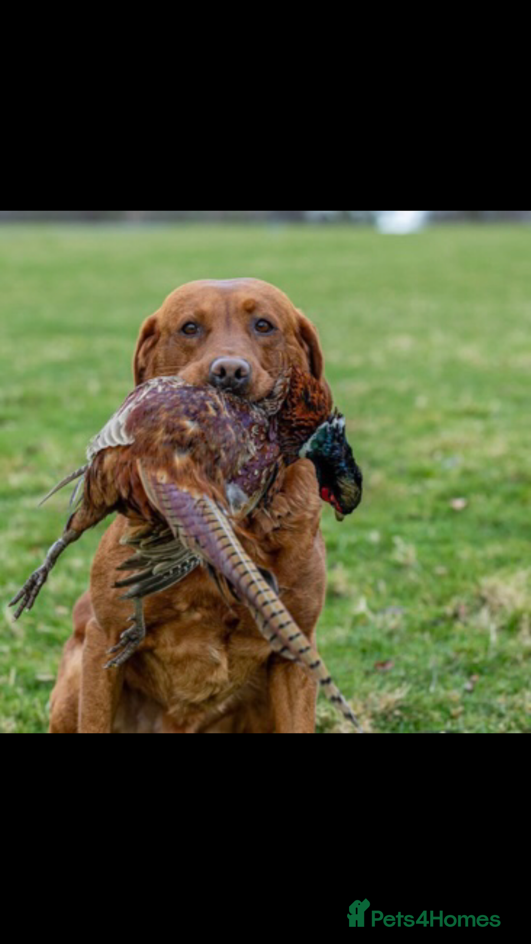 Labrador Retriever dogs for sale: 1 FOXRED LABRADOR PUPPY 5* Licensed breeder - Image 4