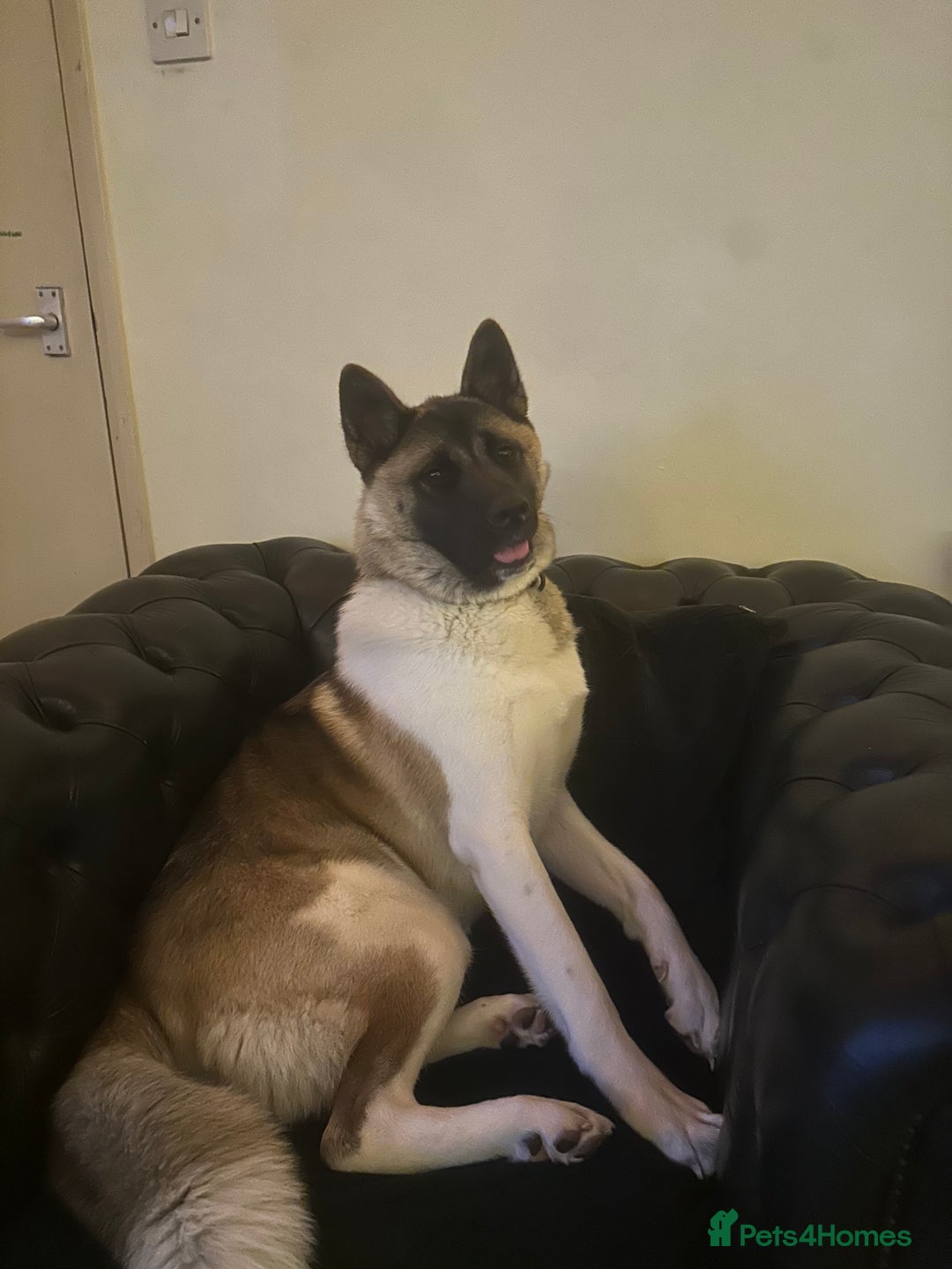 Akita dogs for sale: Akita 14 months old  - Advert 2
