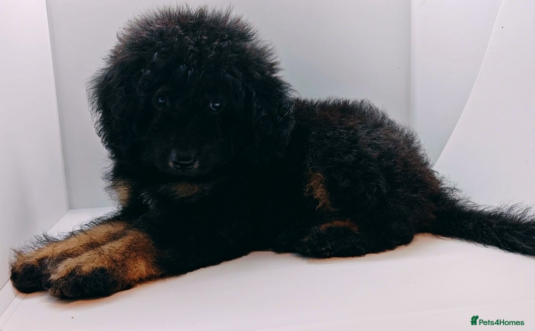 Bernedoodle dogs for sale: Miniature F1b bernedoodle boy - Advert 4