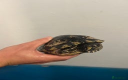 Turtle reptiles for sale: 2 yellow belly sliders/3 reeves’ - Image 3