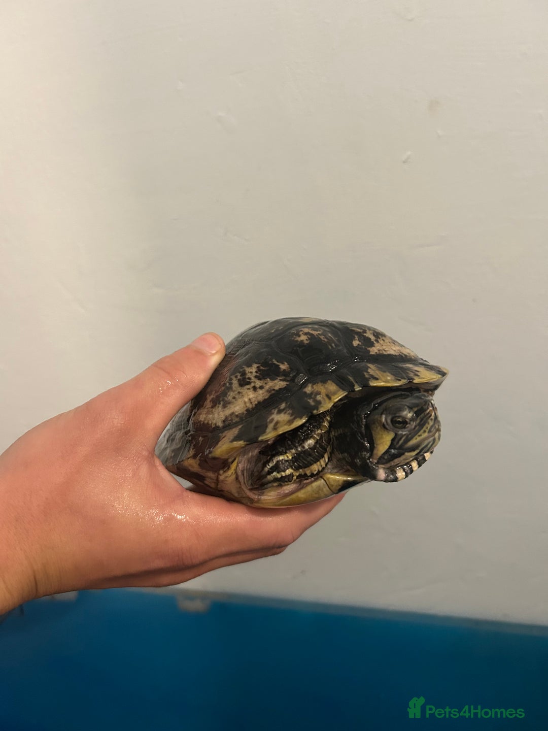 Turtle reptiles for sale: 2 yellow belly sliders/3 reeves’ - Image 3