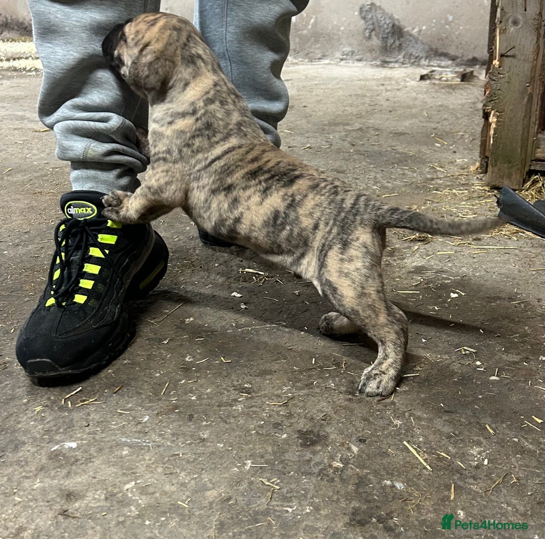 Presa Canario dogs for sale: Presa Canario Puppies Spanish x Serbian Imports - Advert 7