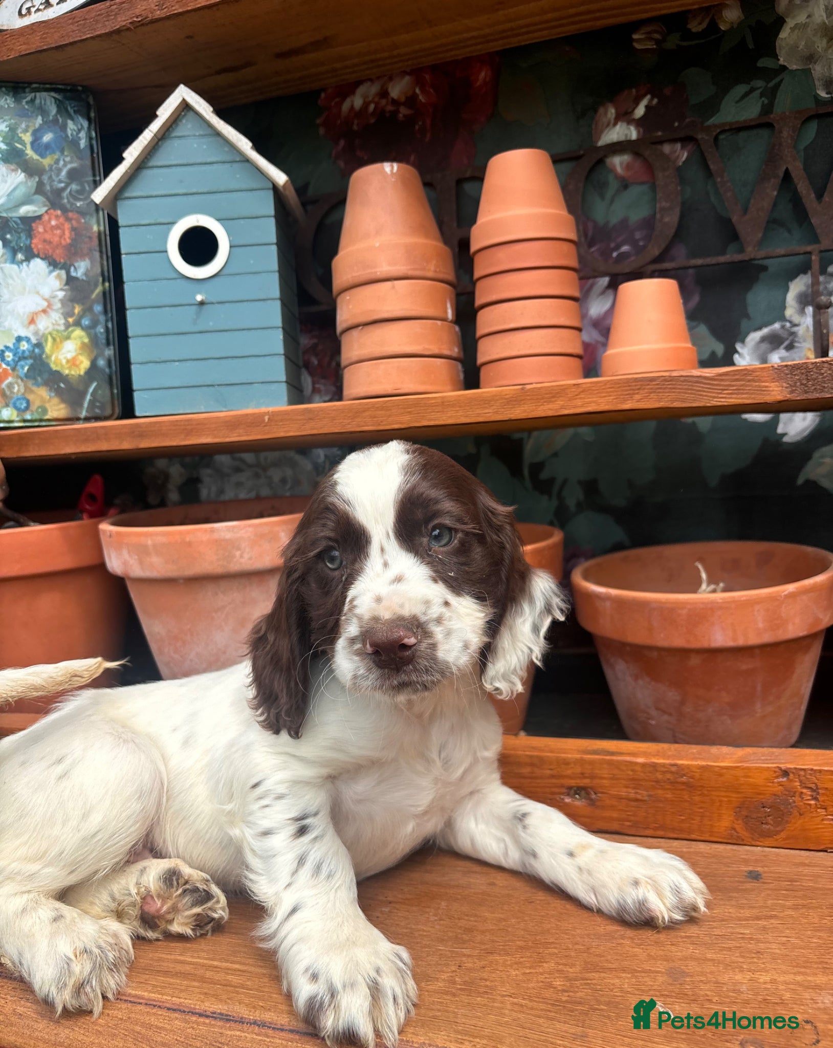 Sprocker dogs for sale: Male sprocker puppies - Advert 11