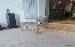 Mixed Breed dogs for adoption: Basil 7 year old meat trade survivor  - Image 8