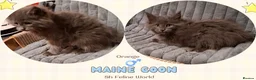 Maine Coon cats for sale: Pedigree Maine Coon kittens in Manchester - Advert 10