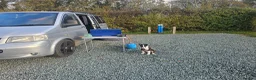 Border Collie dogs for sale: Collie for homing - Advert 7