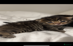British Shorthair cats for sale: British shorthair, Russian blue and Persian mix   - Image 15