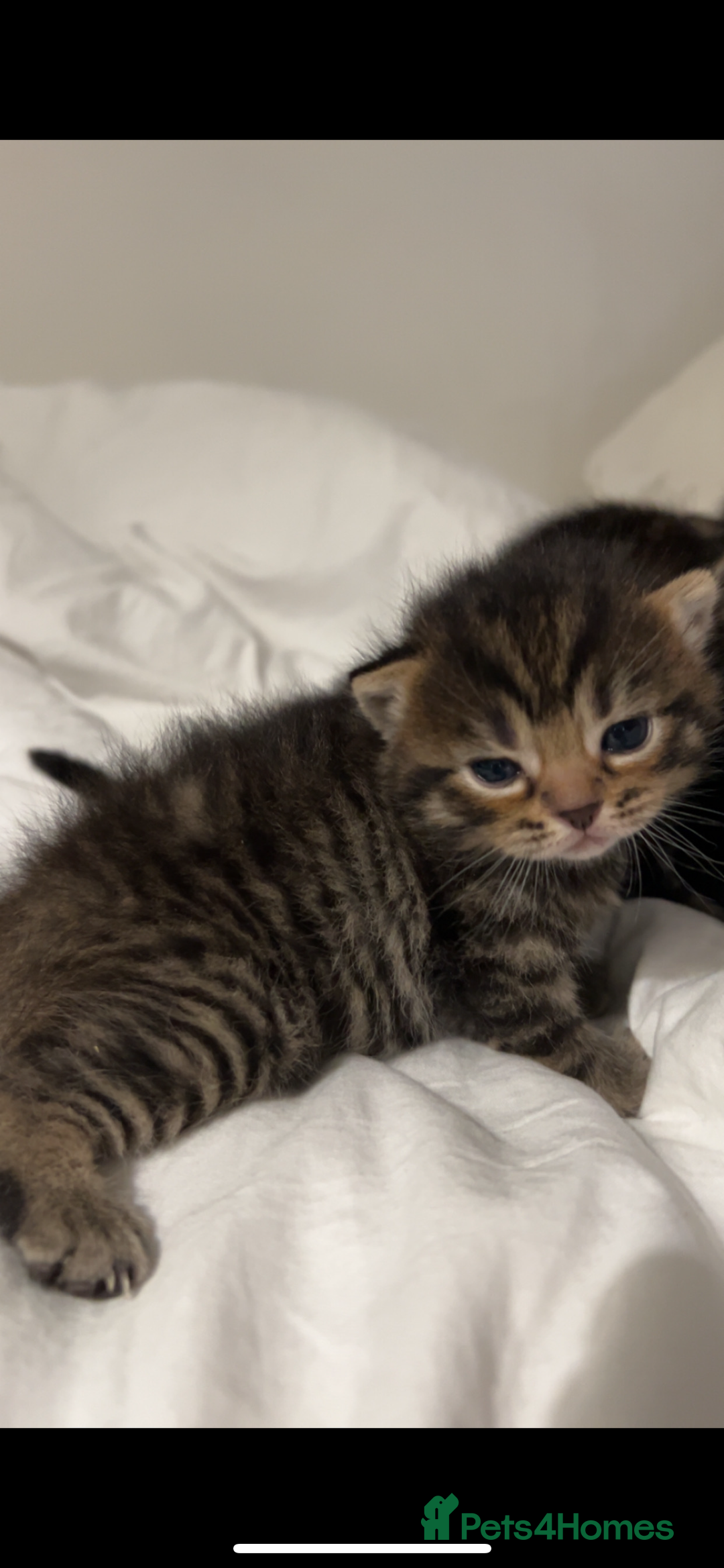 British Shorthair cats for sale: British shorthair, Russian blue and Persian mix   - Image 15