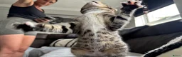 Bengal cats for sale: Bengal-cross kittens  - Advert 12