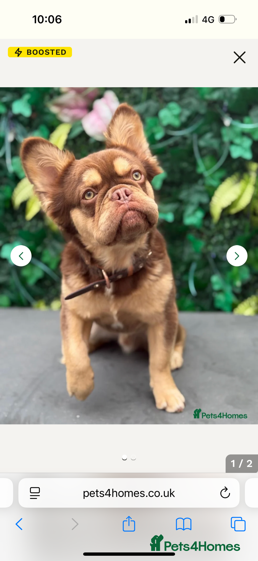 French Bulldog dogs for sale: Kc registered fluffy French bulldogs  - Advert 9