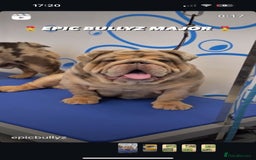 English Bulldog dogs for sale: Lando - Image 5