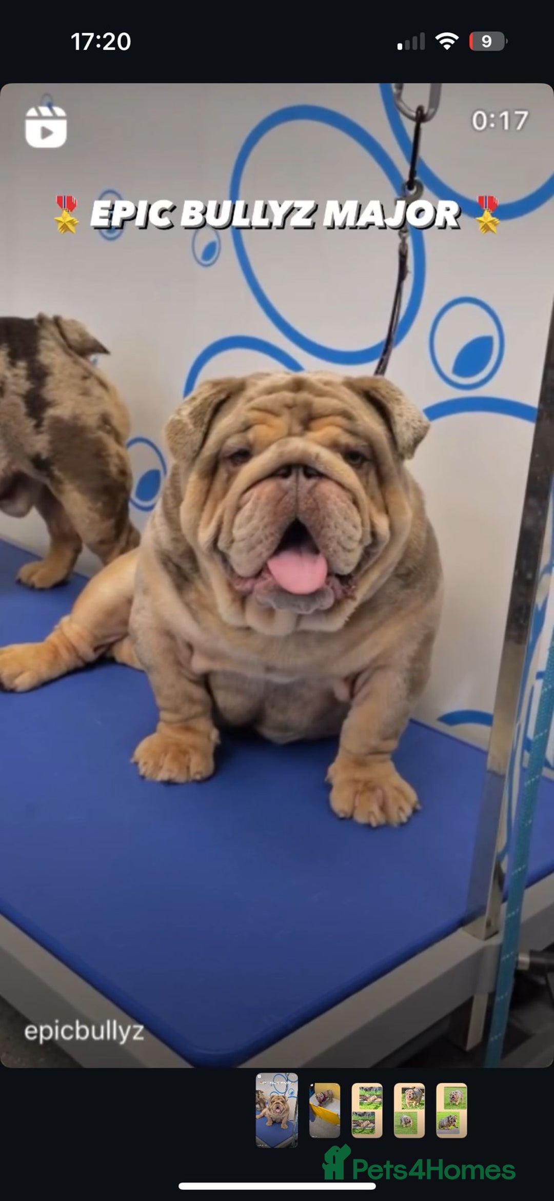 English Bulldog dogs for sale: Lando - Image 5