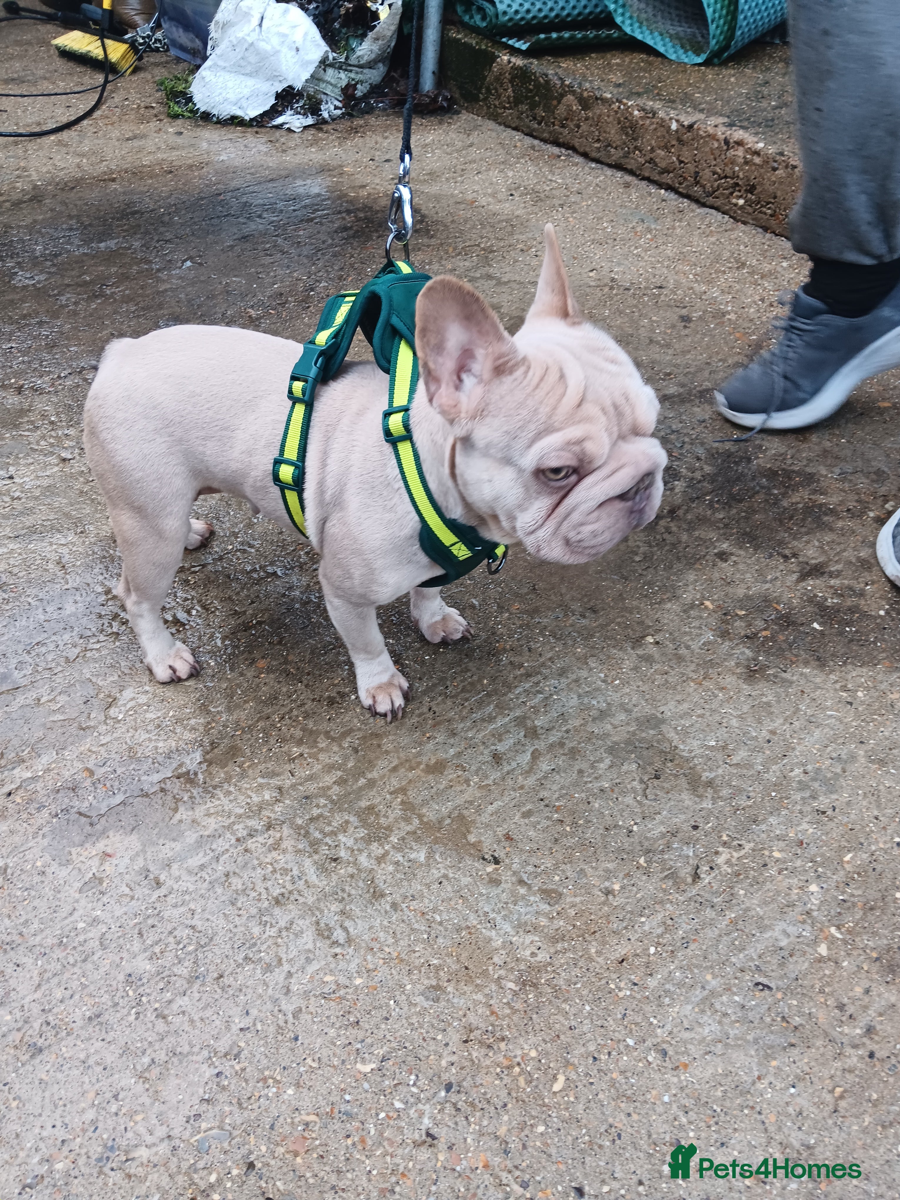 French Bulldog dogs Female French bulldog  - Advert 4