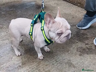 French Bulldog dogs Female French bulldog - Advert 4