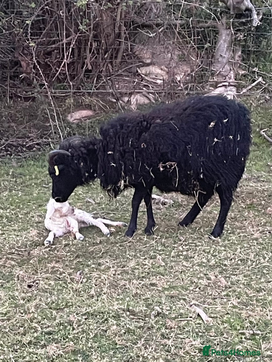 Sheep livestock for sale: REGISTERED HEBRIDEAN EWES - Advert 3