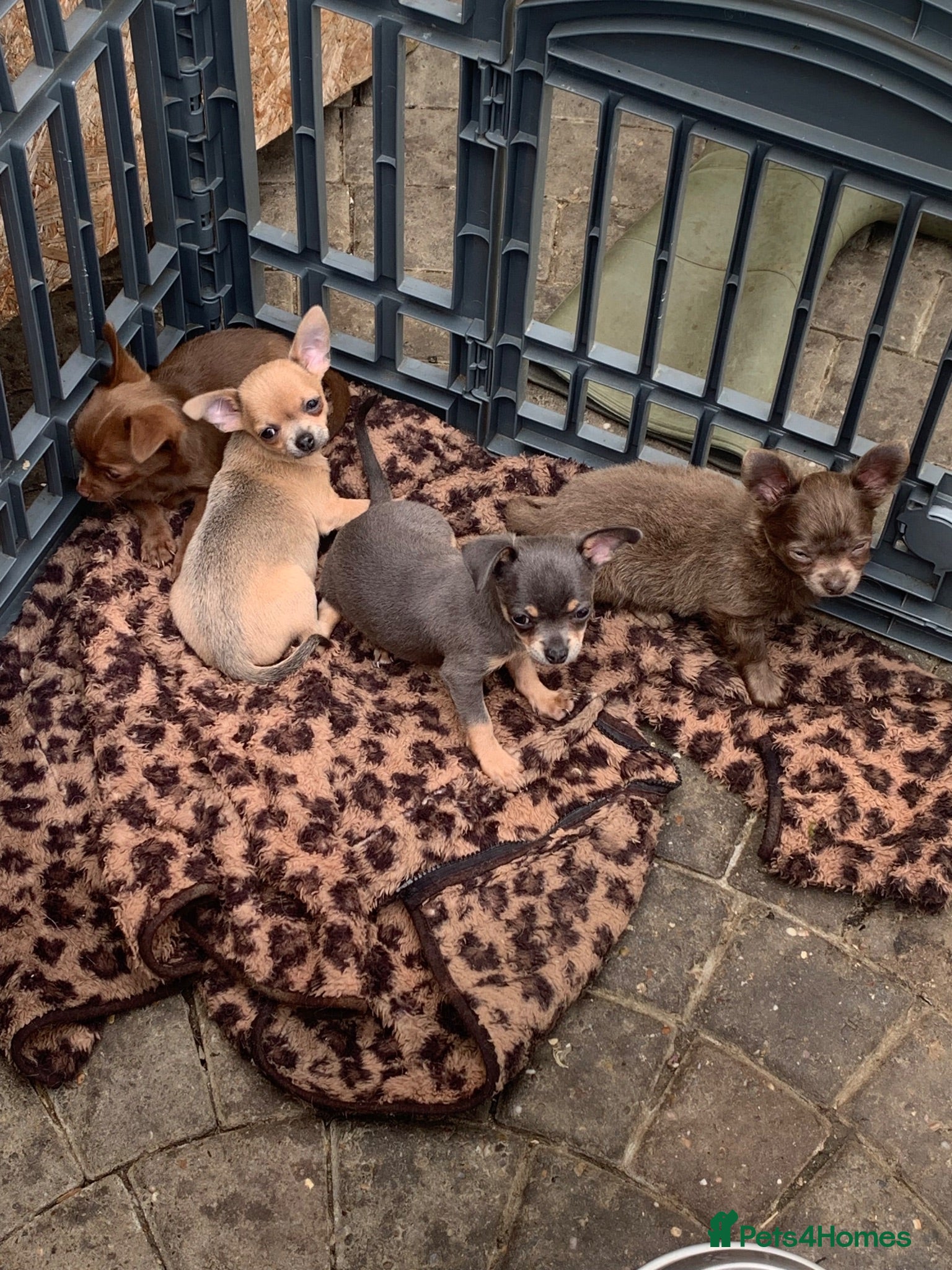 Chihuahua dogs Litter of chihuahua puppies ready to leave now  - Advert 2
