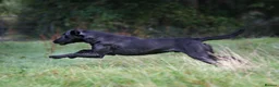 Labrador Retriever dogs for sale: Litter of Working Labrador Retriever Puppies - Advert 15