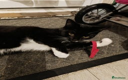 Mixed Breed cats for sale: Maine coon X ragdoll X English short haired  - Advert 18