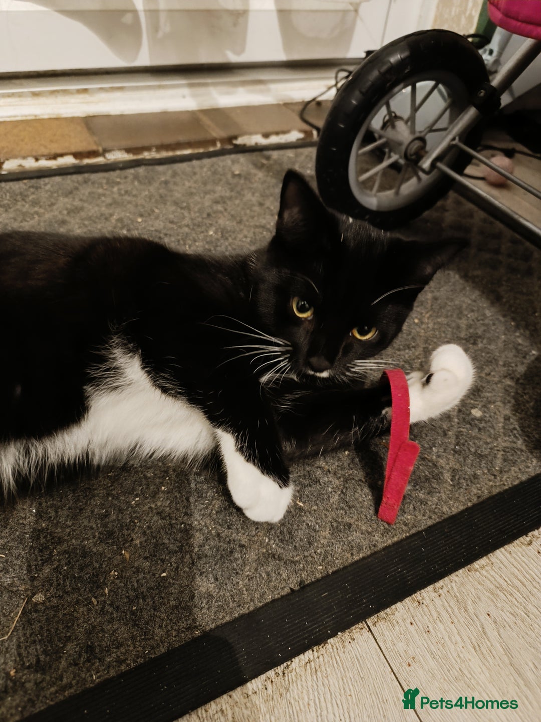 Mixed Breed cats for sale: Maine coon X ragdoll X English short haired  - Advert 18