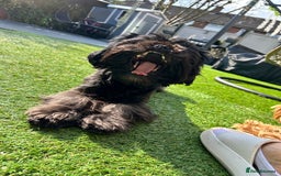 Shih Tzu dogs for sale: SHIT TZU grey puppy - Image 4