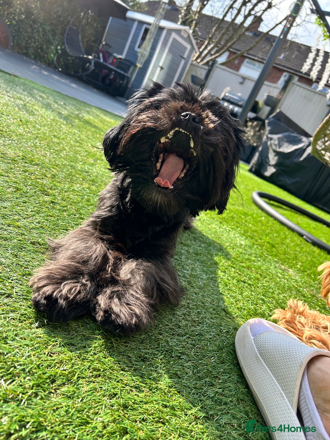 Shih Tzu dogs for sale: SHIT TZU grey puppy - Image 4