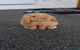 Mini Lop rabbits for sale: Bunny looking for a good home. Need gone asap.  - Advert 7