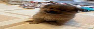 Pomeranian Puppy 2