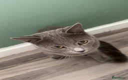 British Shorthair cats for sale: his name, Leo - Image 3