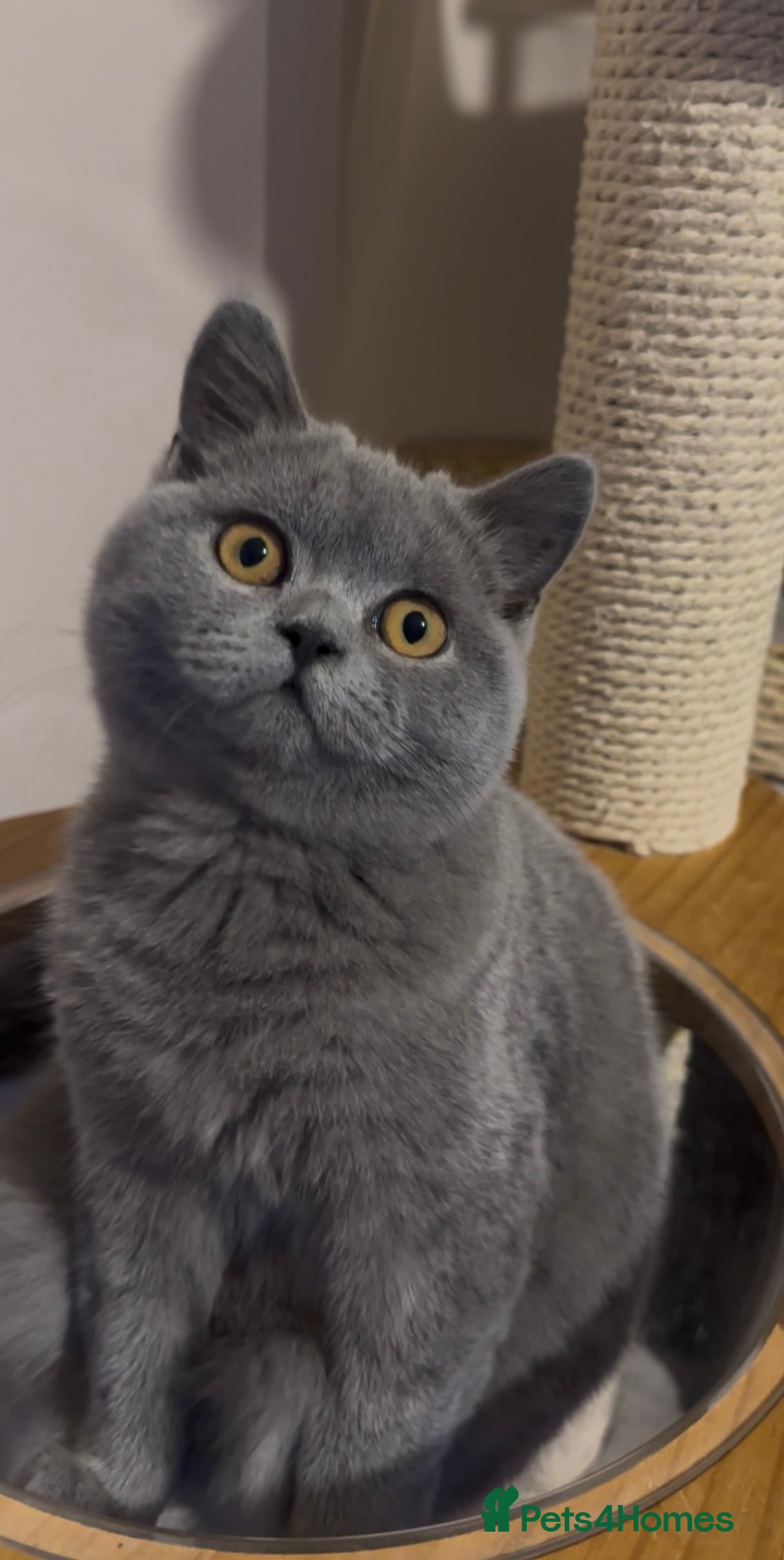 British Shorthair cats British Shorthair GCCF Registered Kittens  - Advert 16