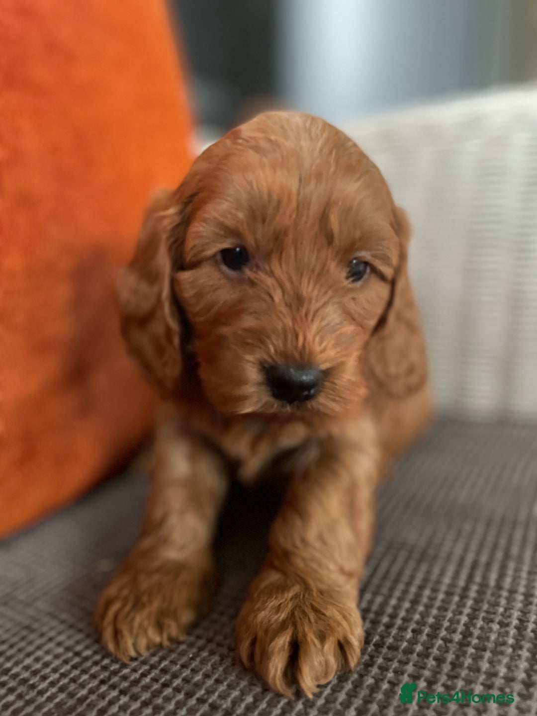 Cockapoo dogs for sale: F1 MINIATURE SHOWLINE COCKAPOO PUPPIES - Advert 17