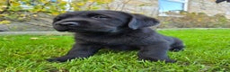 Labrador Retriever dogs for sale: High Quality Black Labrador Puppies - Advert 7