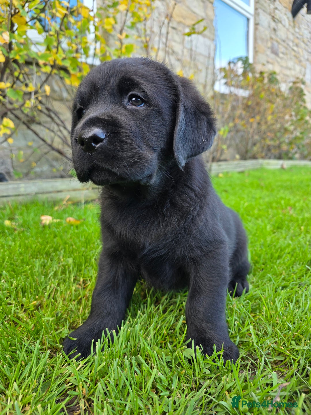 Labrador Retriever dogs for sale: High Quality Black Labrador Puppies - Advert 7