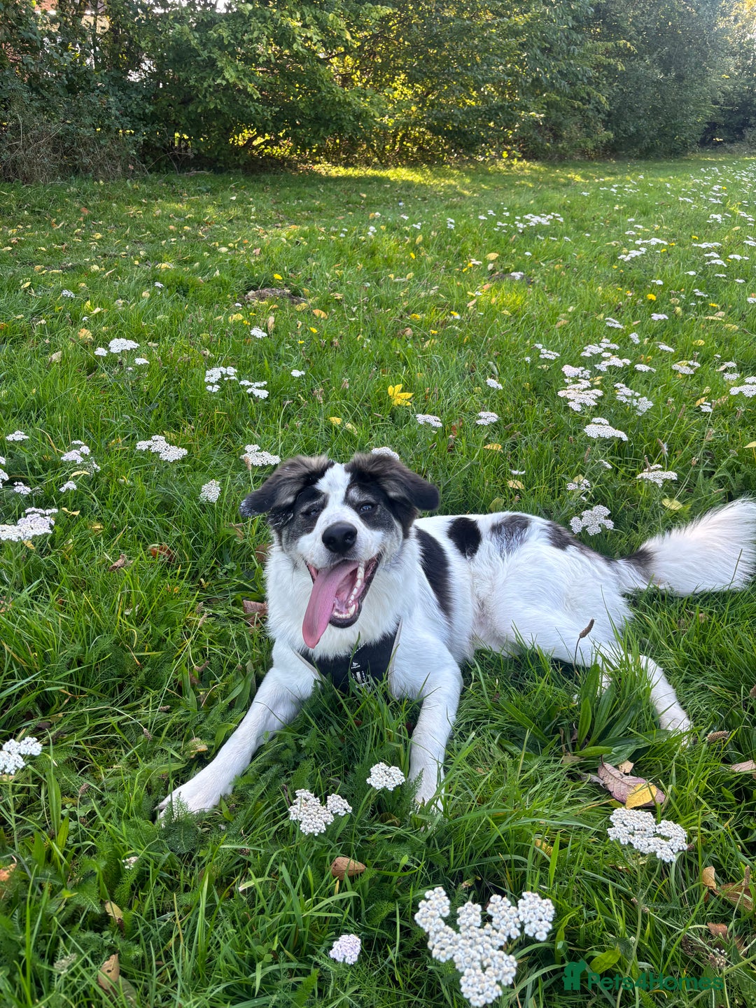 Mixed Breed dogs for sale: 13 Month Old - Marley❤️ - Advert 3