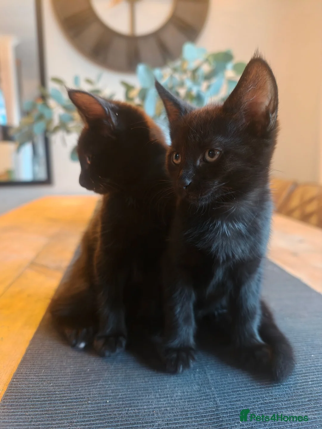 Mixed Breed cats for sale: Mixed Maine Coon Kittens :) - Advert 1