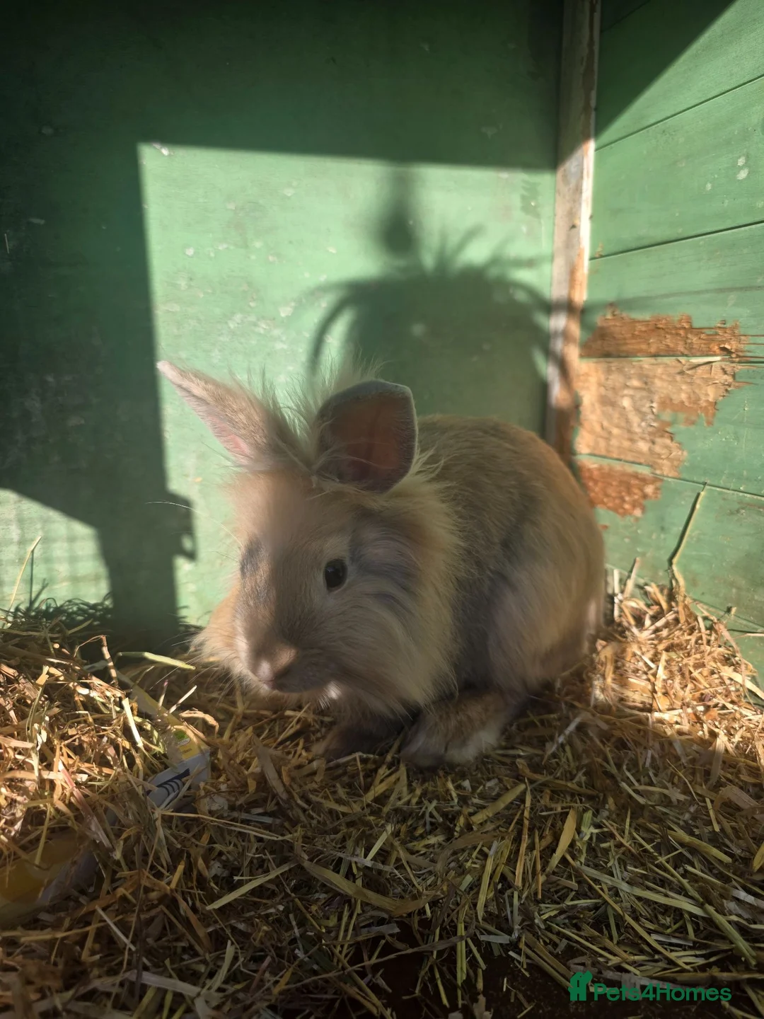 Lionhead rabbits for sale: Male lion head  in Barrow-upon-Humber - Advert 1