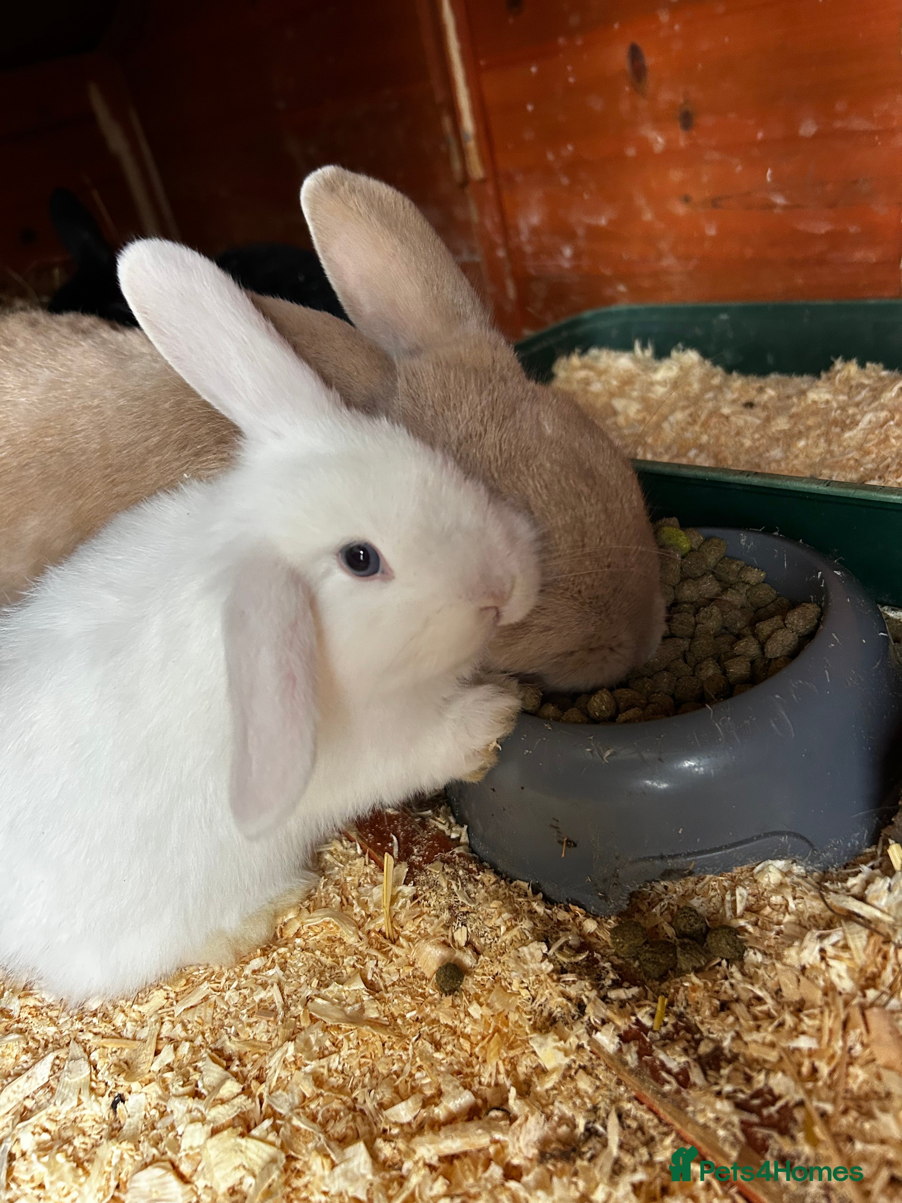 Mixed Breed rabbits Ready NOW 2 remaining mini lop x lop - Advert 1