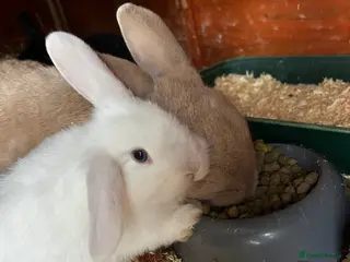 Mixed Breed rabbits Ready NOW 2 remaining mini lop x lop - Advert 1