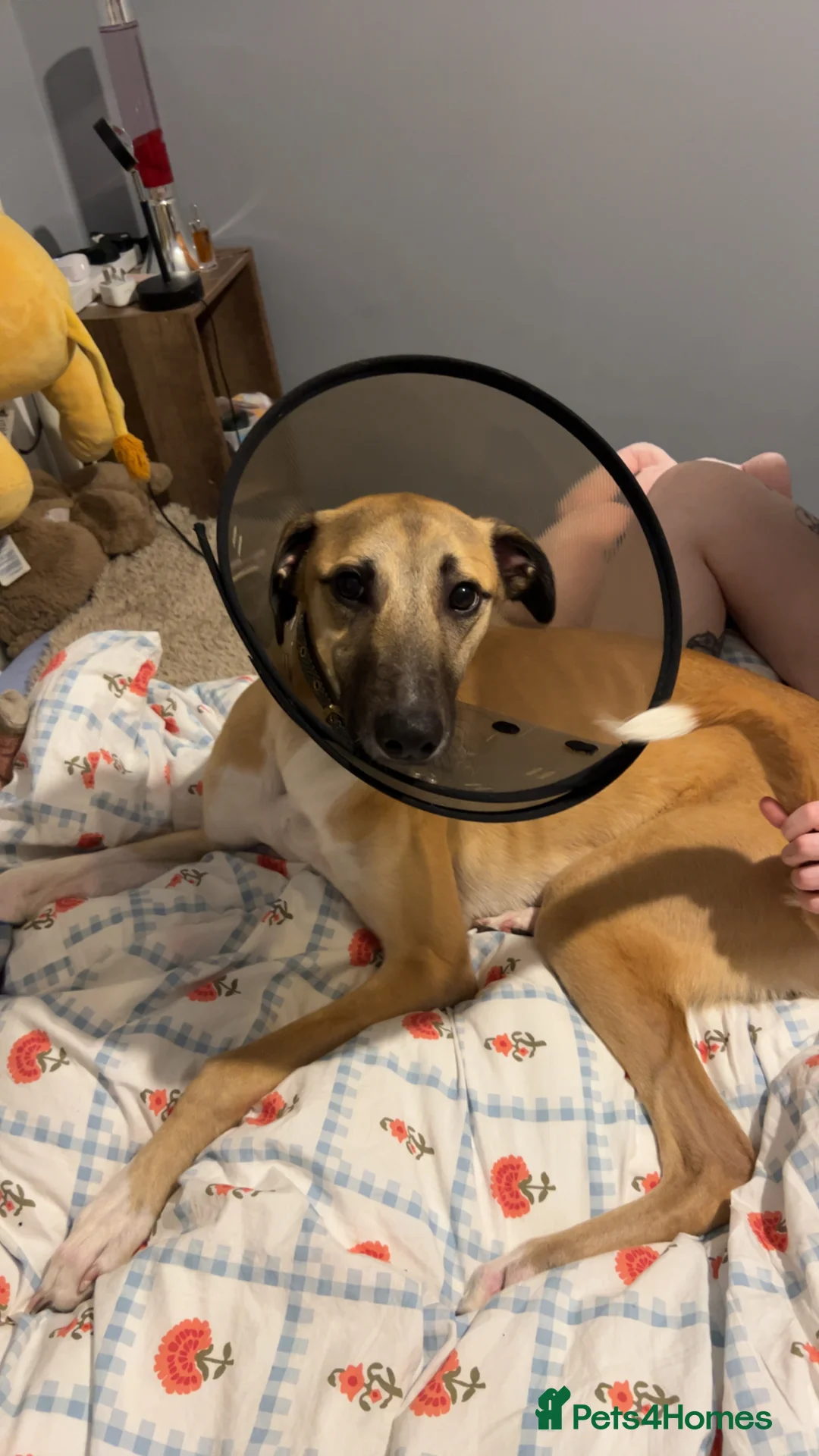 Greyhound dogs for sale: One Year Old Greyhound - Advert 7