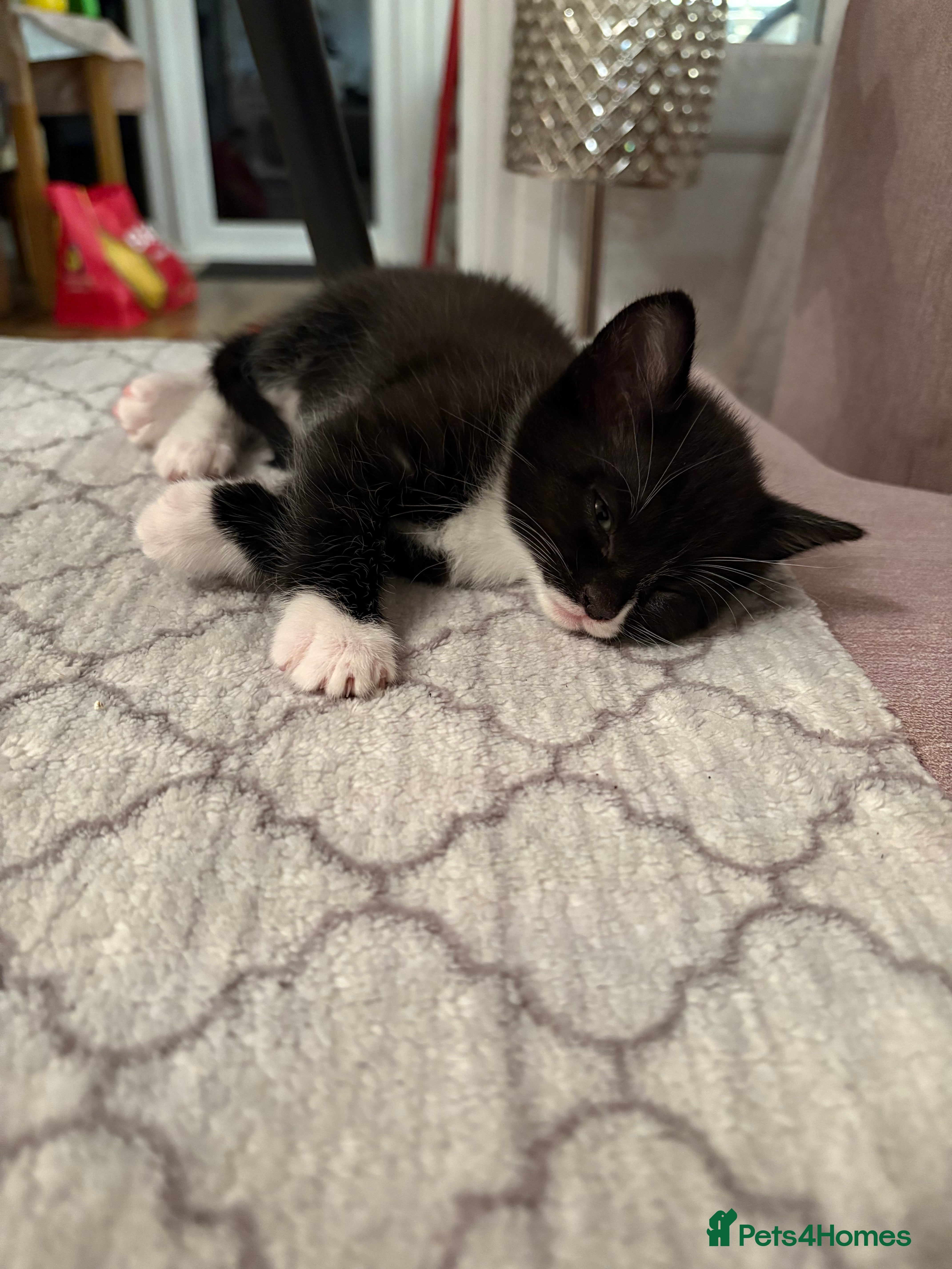 Bengal cats Bengal x  - Advert 6